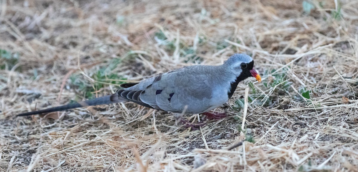 Tortora mascherata - ML646534970