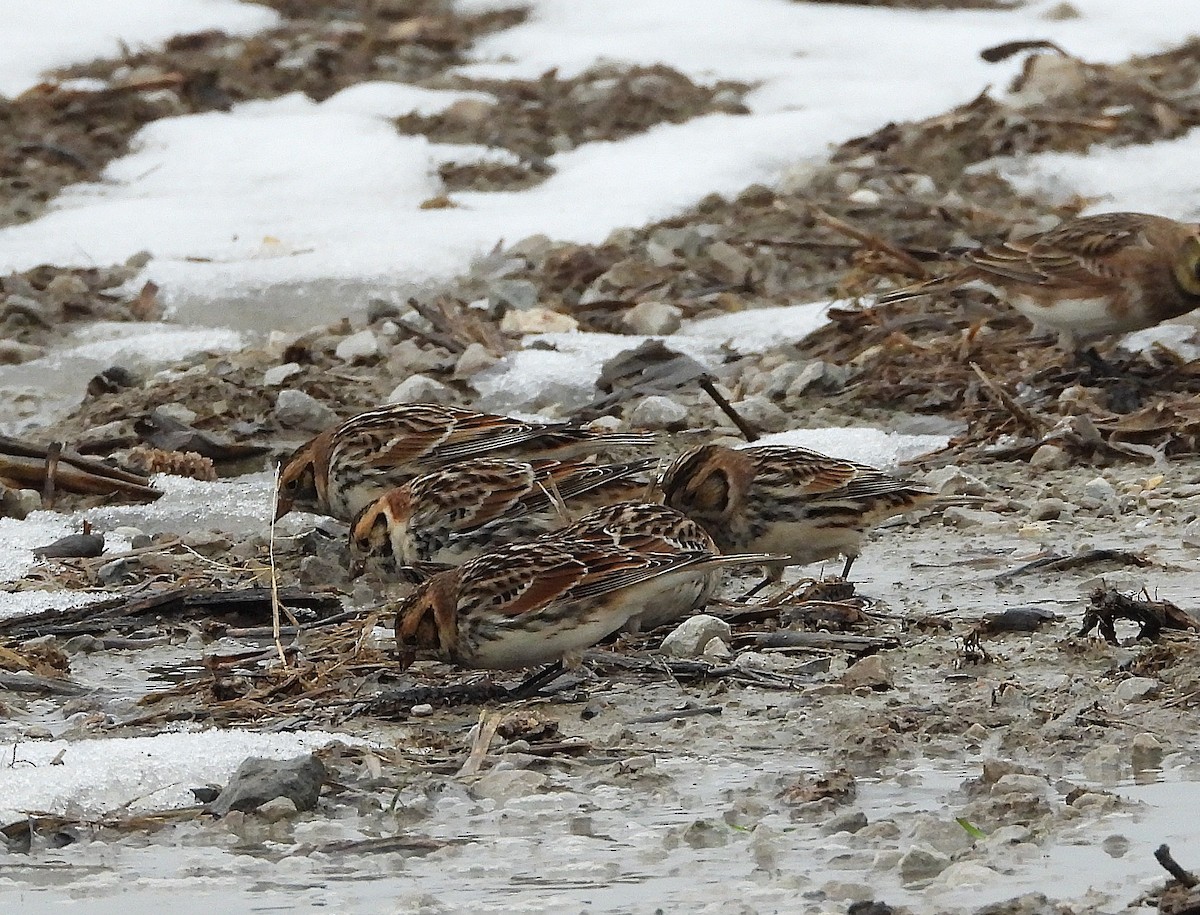 Lapland Longspur - ML646534974