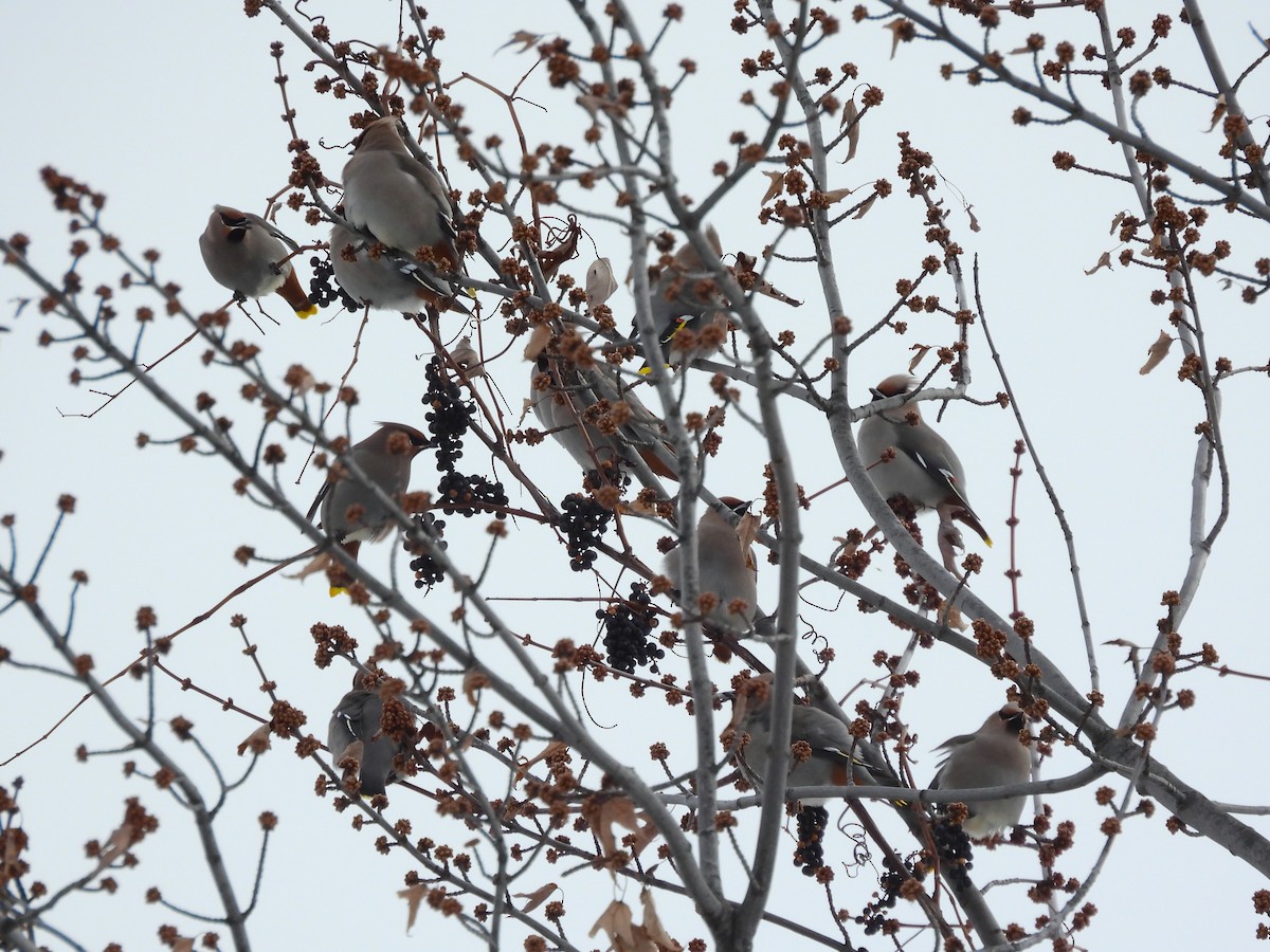 キレンジャク - ML646534980