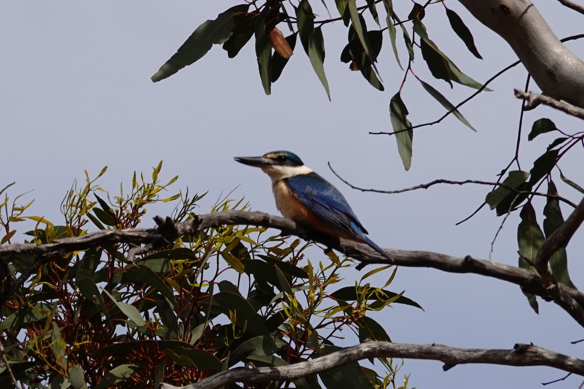 Alción Sagrado - ML646534981