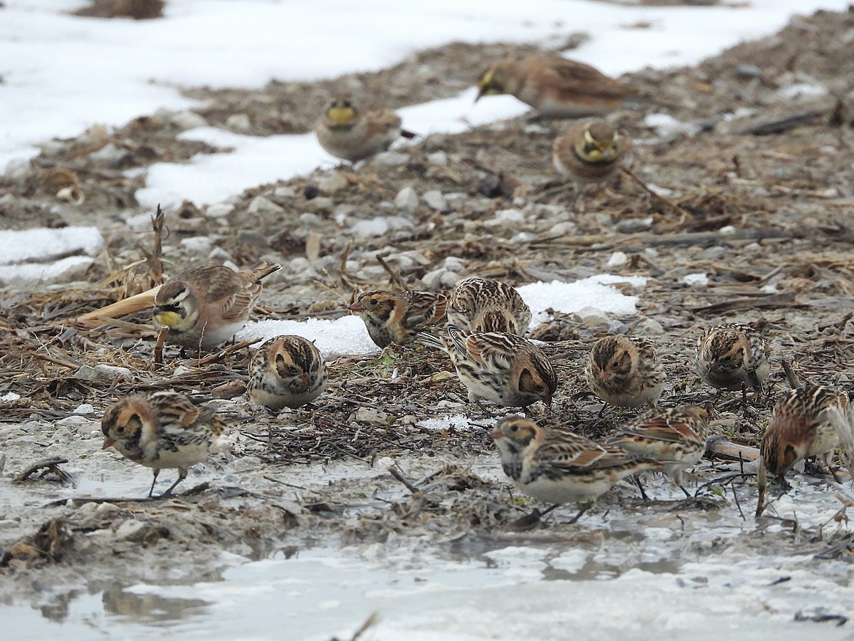 Lapland Longspur - ML646534982