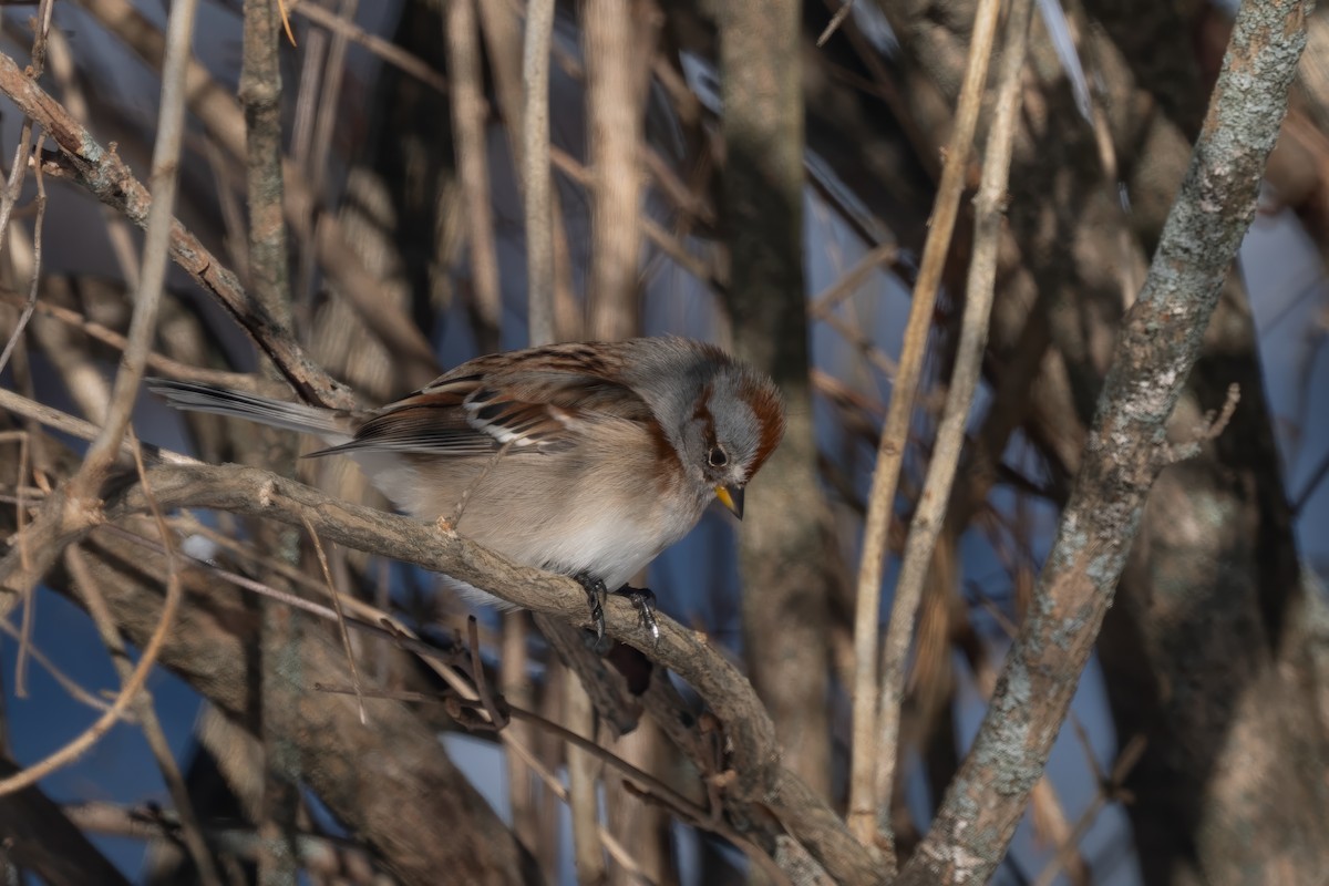 strnádka pokřovní - ML646534984
