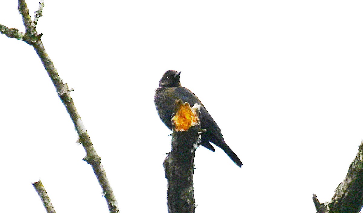 Rusty Blackbird - ML646534985