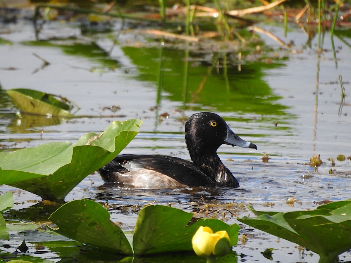 Moretta dal collare - ML646534994