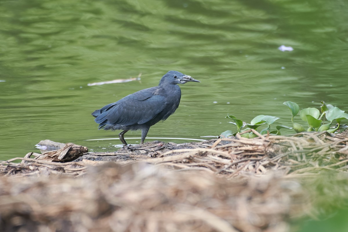 Black Heron - ML646534998