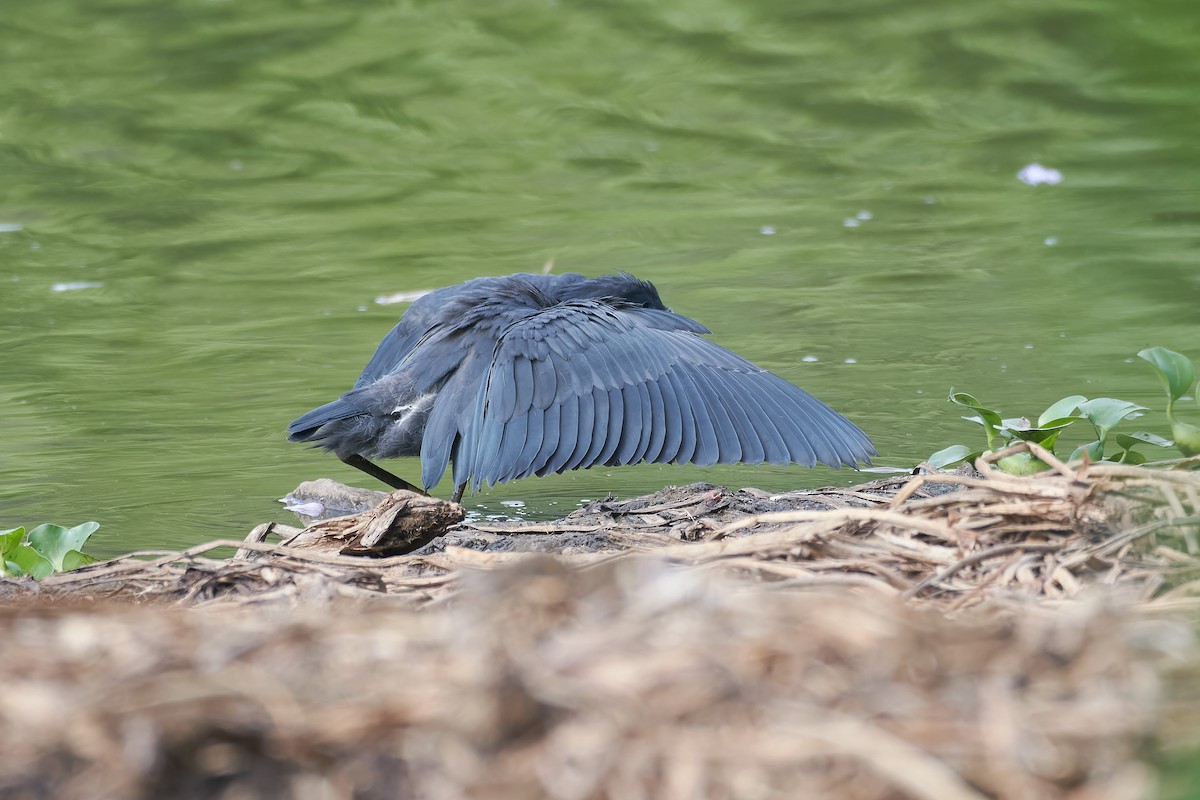 Black Heron - ML646534999