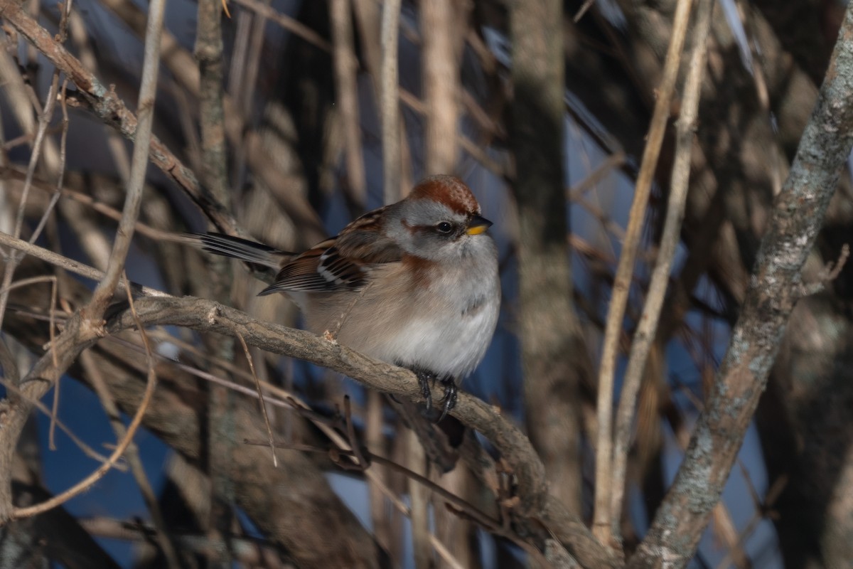 strnádka pokřovní - ML646535000