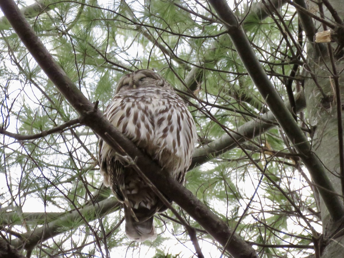Barred Owl - ML646535001