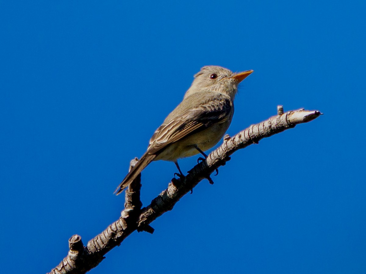 Greater Pewee - ML646535004