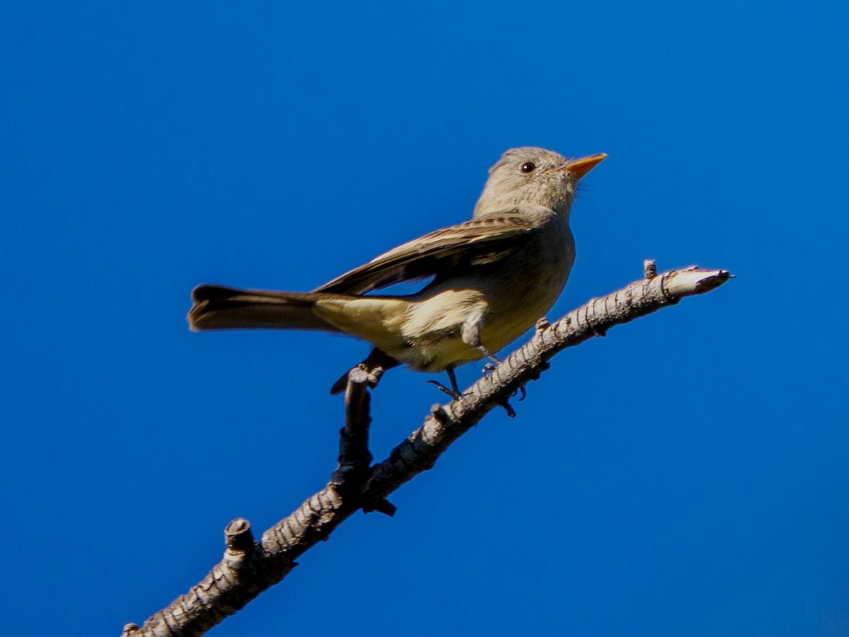Greater Pewee - ML646535005