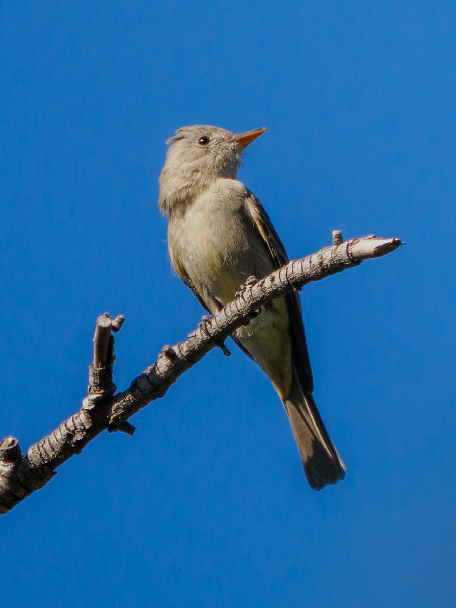 Greater Pewee - ML646535006