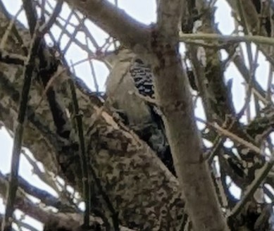 Red-bellied Woodpecker - ML646535007