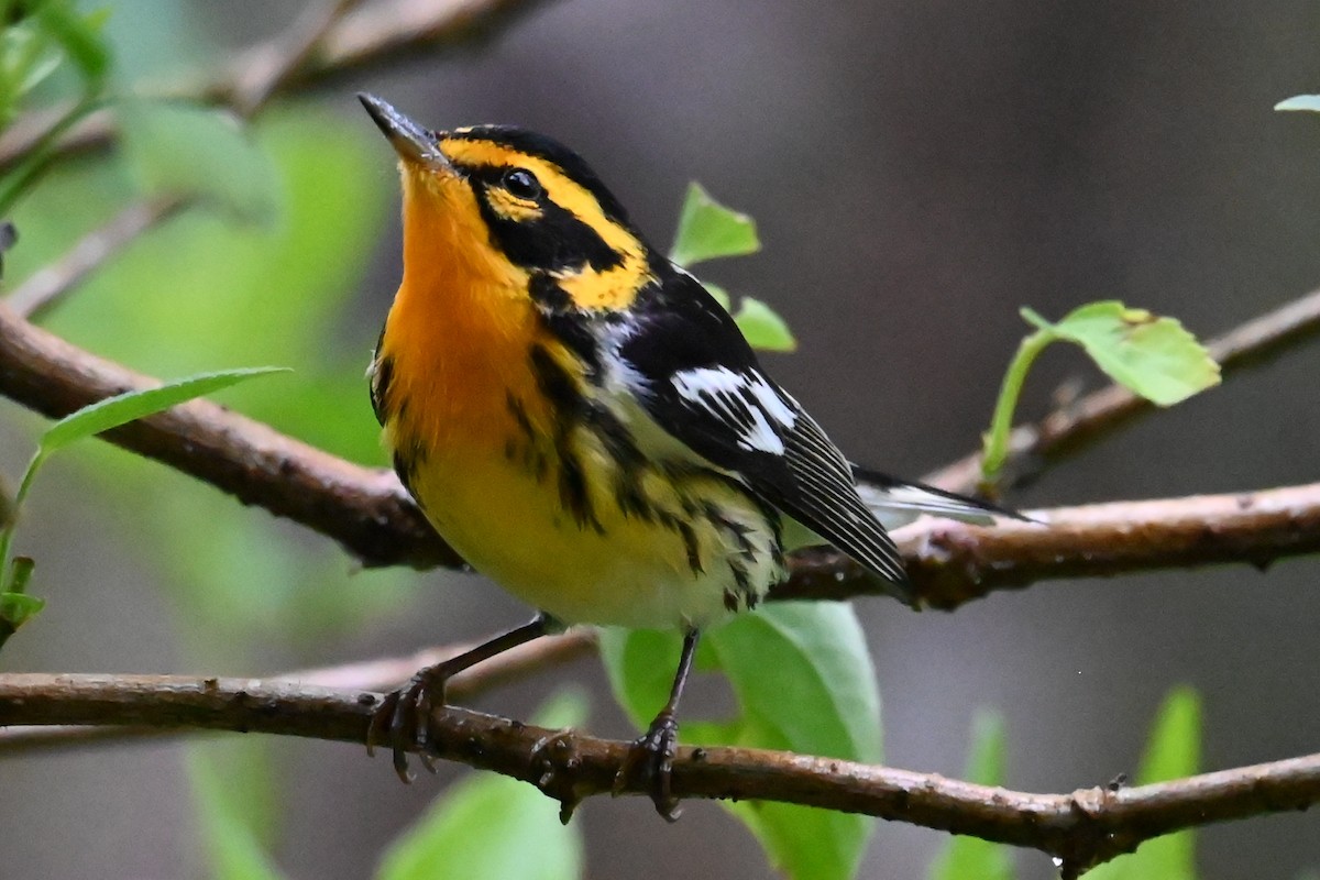 Пісняр-лісовик рудоволий - ML646535017