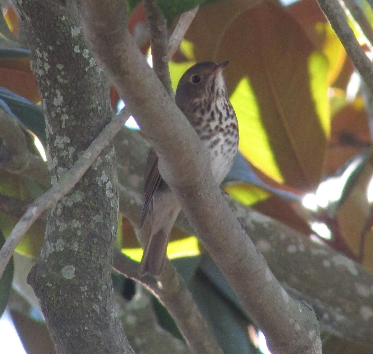 Hermit Thrush - ML646535018