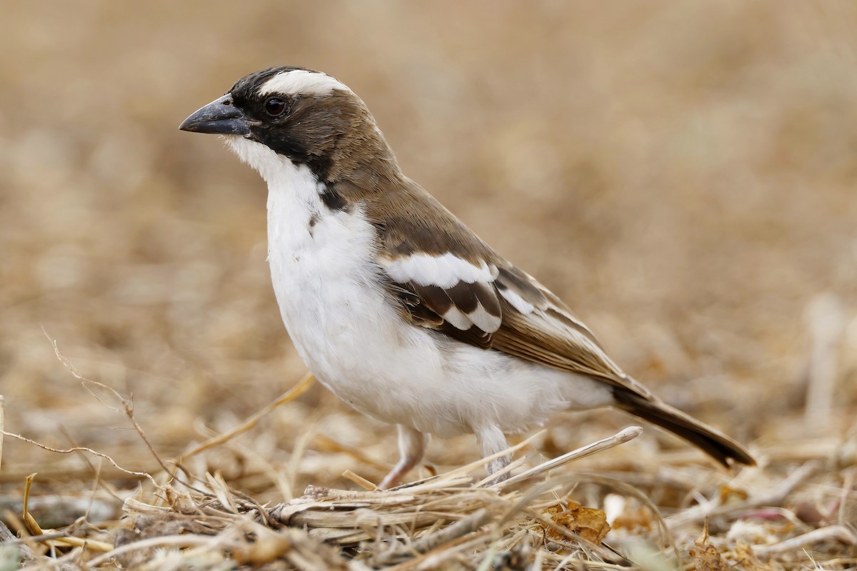 White-browed Sparrow-Weaver - ML646535021