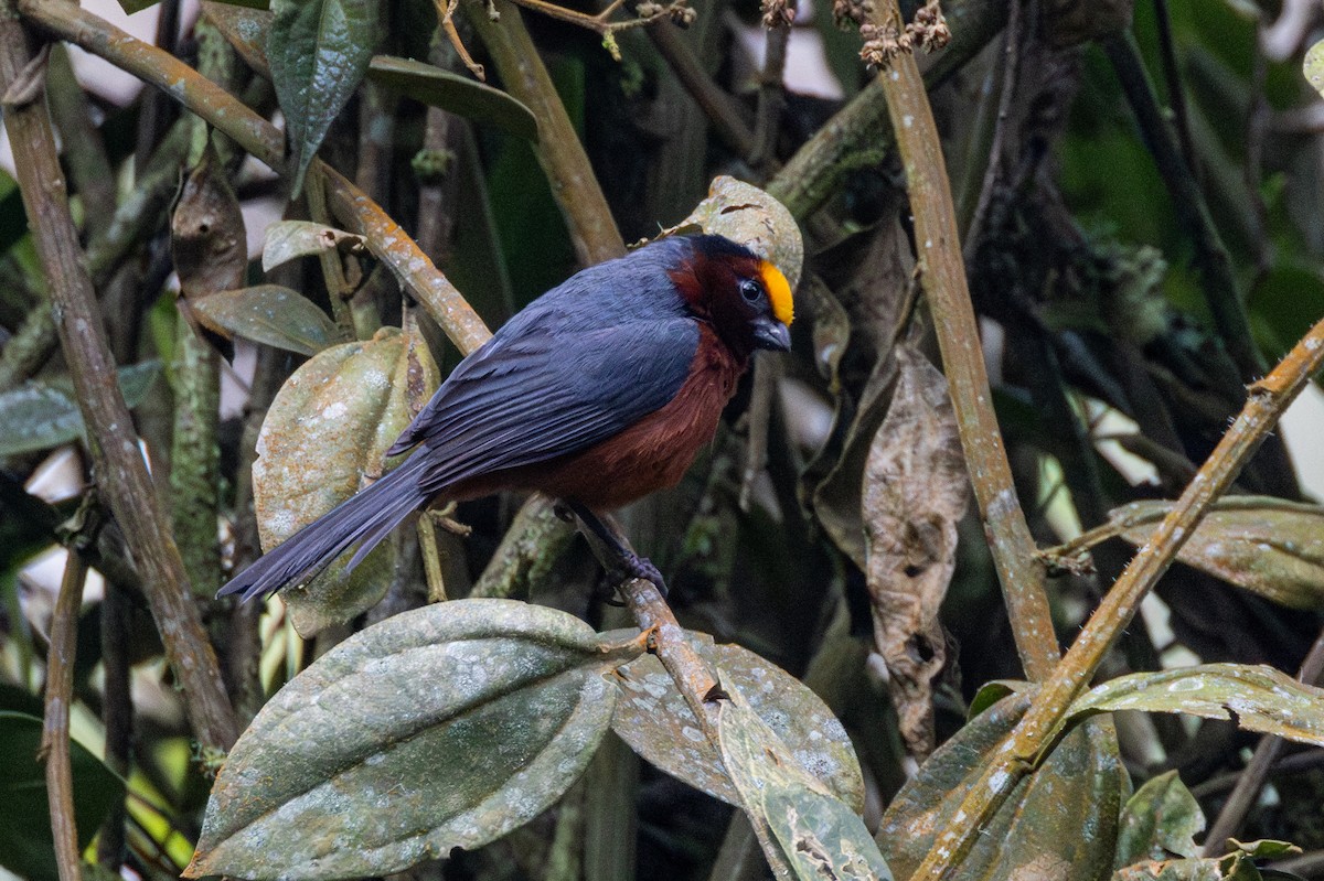 Плюшевоголов - ML646535029