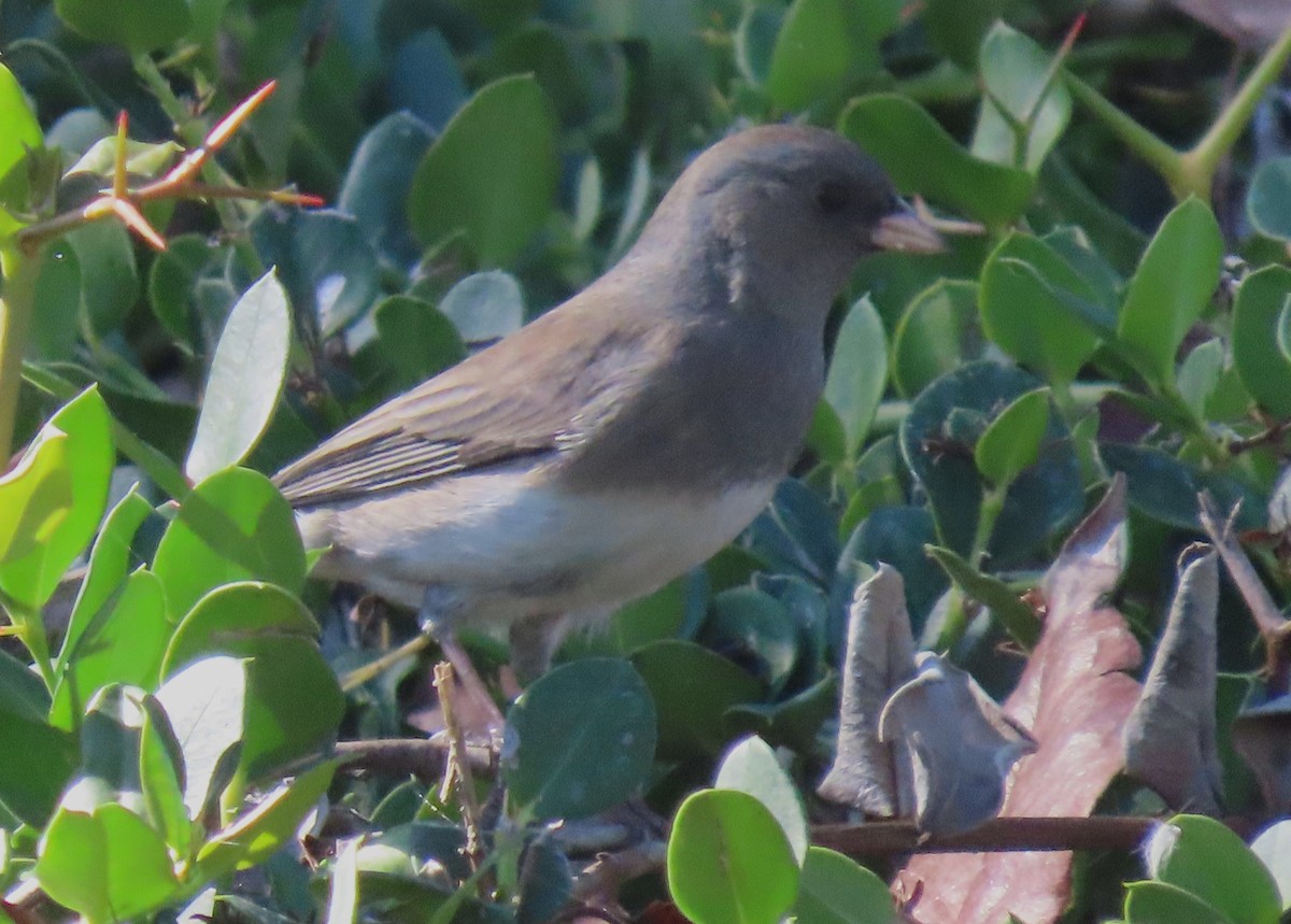 Junco Ojioscuro (Pizarroso/Cismontano) - ML646535036