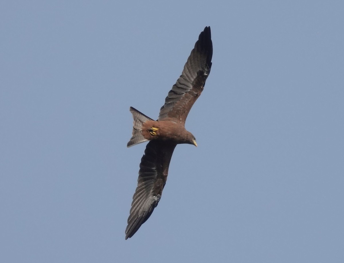 Black Kite - ML646535037