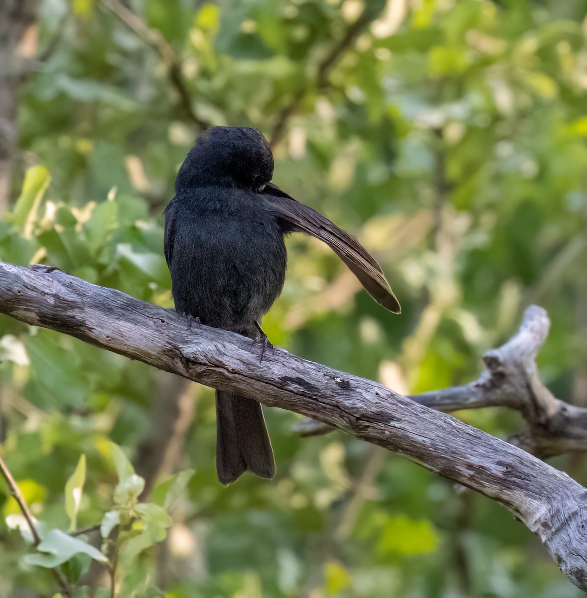 Papamoscas Sudafricano - ML646535041