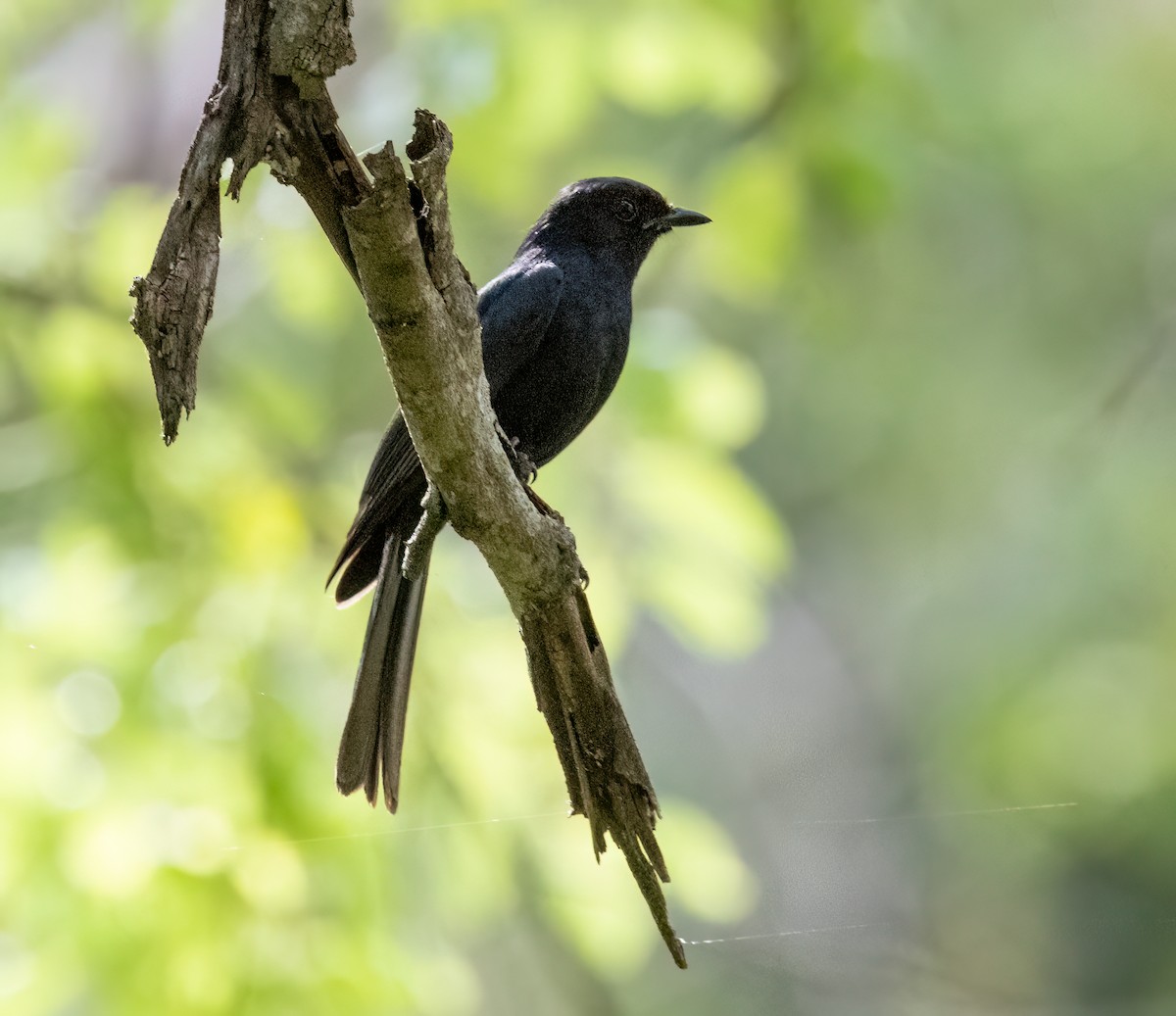 Papamoscas Sudafricano - ML646535042