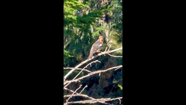 Rufous-tailed Plantcutter - ML646535043