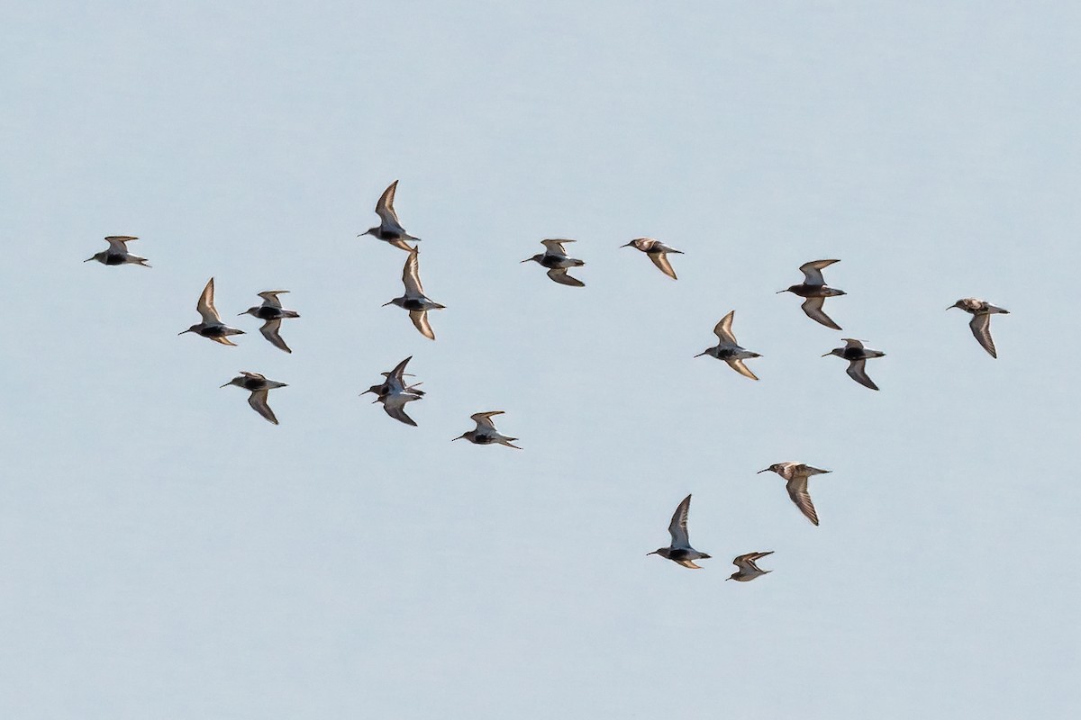 Чернозобик - ML646535044