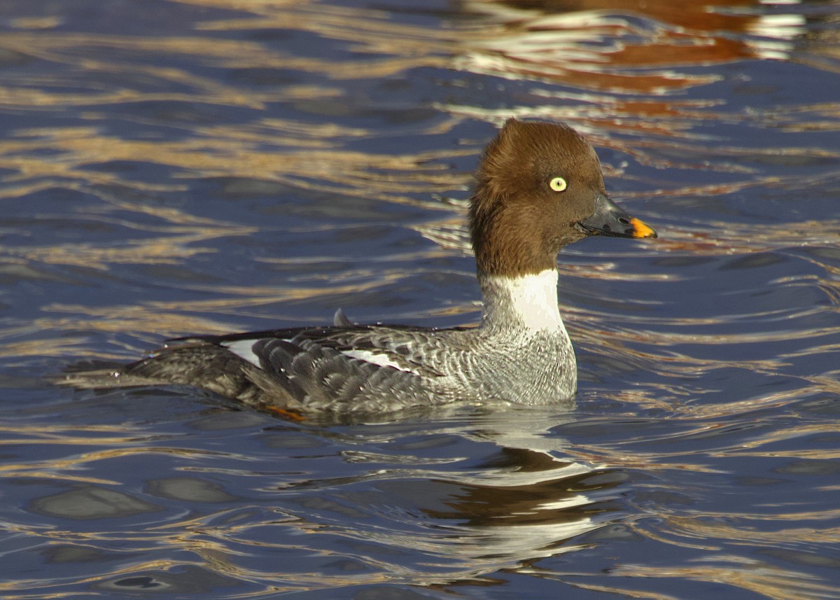 Quattrocchi - ML646535048