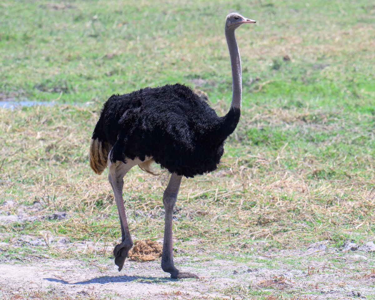 Devekuşu - ML646535049