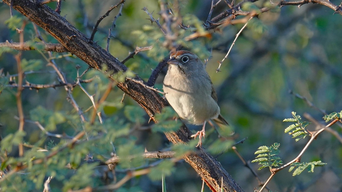 Rufous-crowned Sparrow - ML646535050