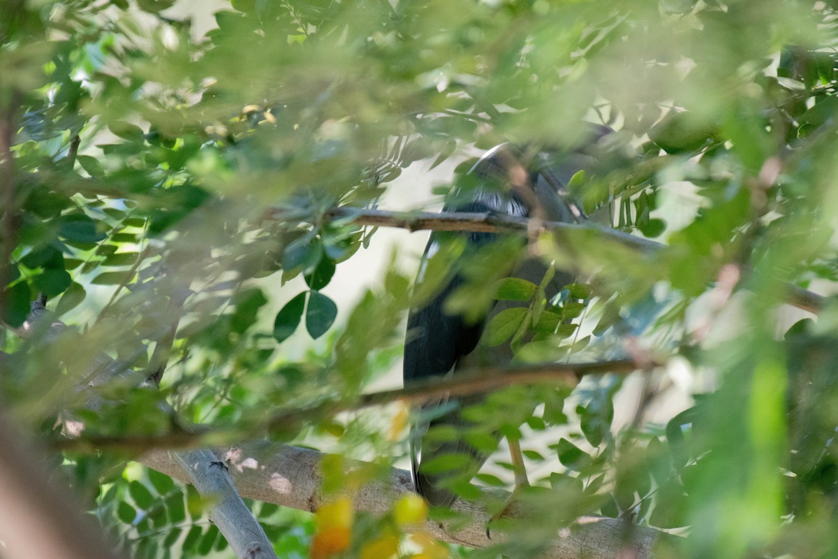 kvakoš noční - ML646535056