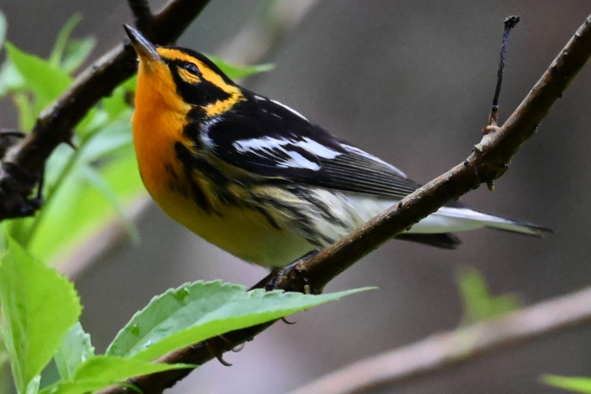 Пісняр-лісовик рудоволий - ML646535057