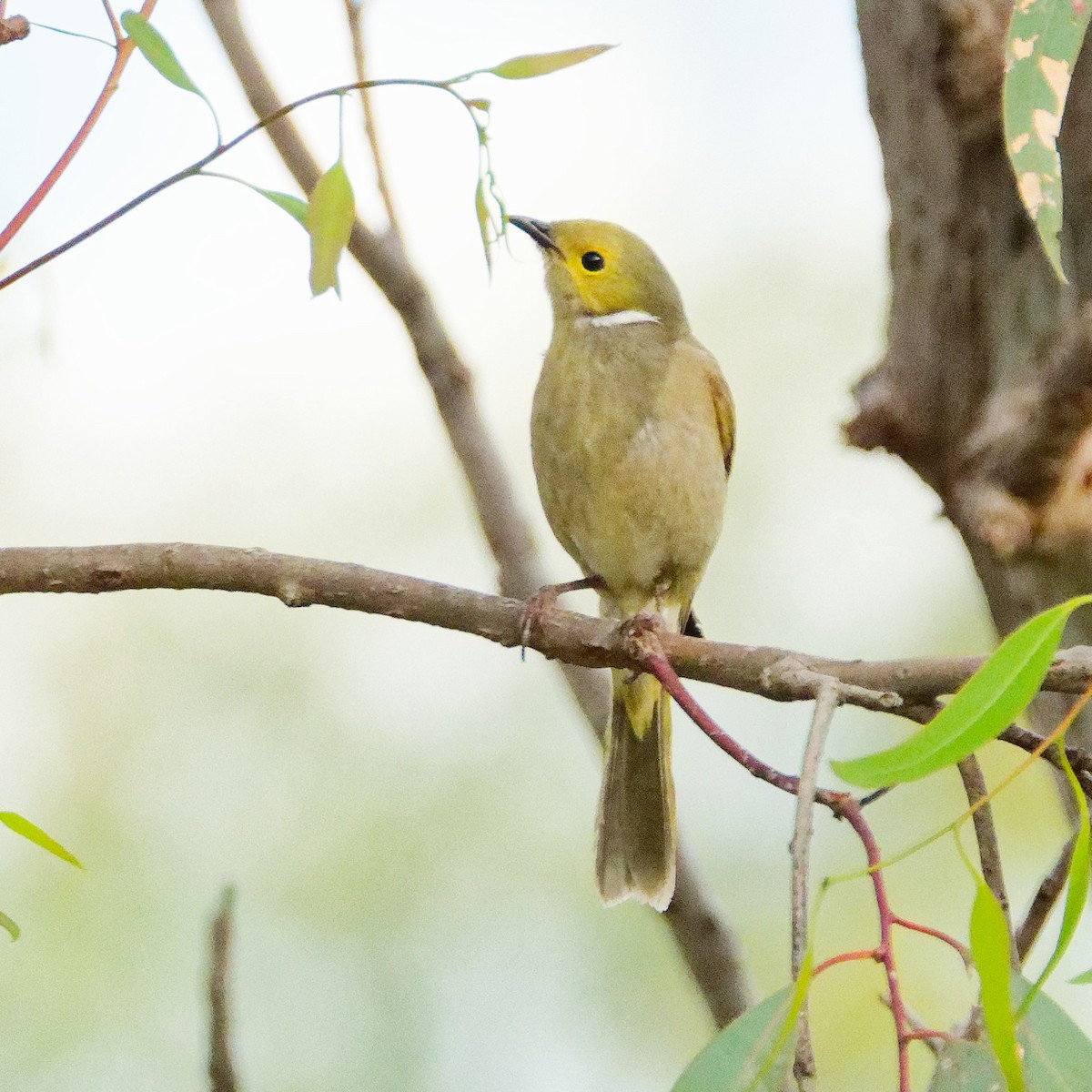 White-plumed Honeyeater - ML646535058