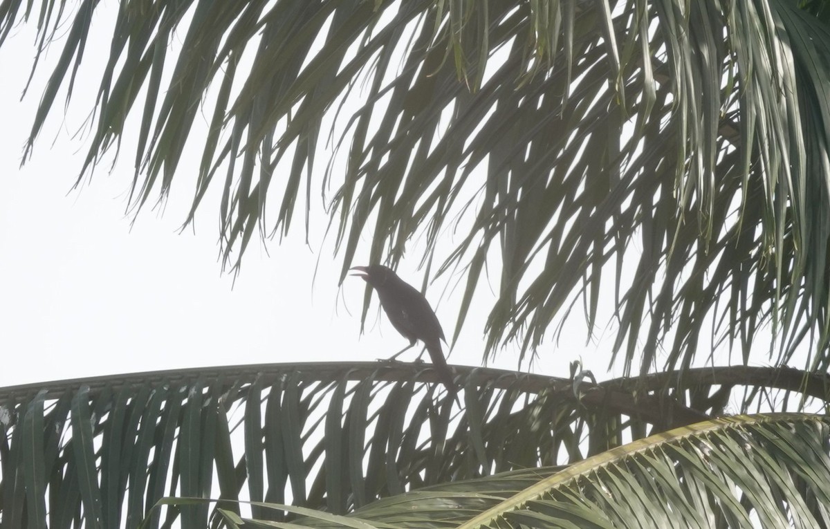 Piapiac - ML646535064