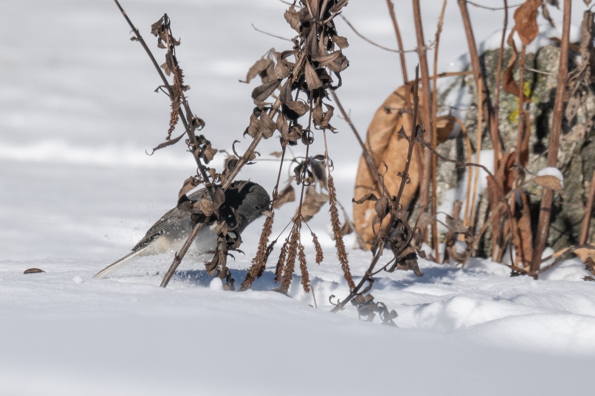 strnadec zimní - ML646535066