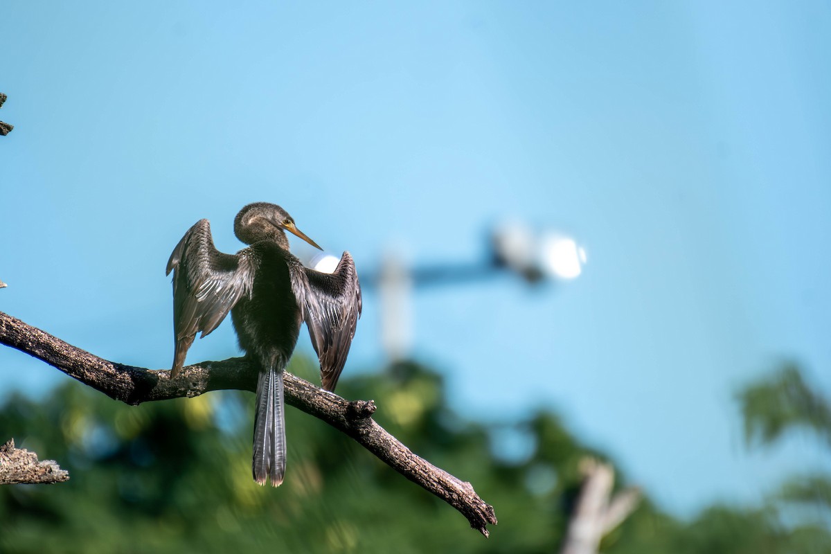 anhinga americká - ML646535069