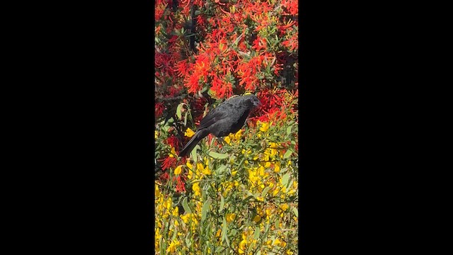 Austral Blackbird - ML646535070