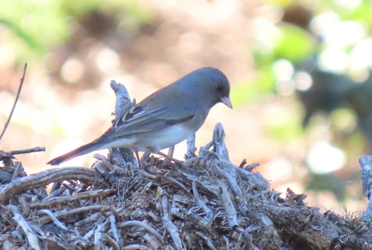 Junco Ojioscuro (Pizarroso/Cismontano) - ML646535071