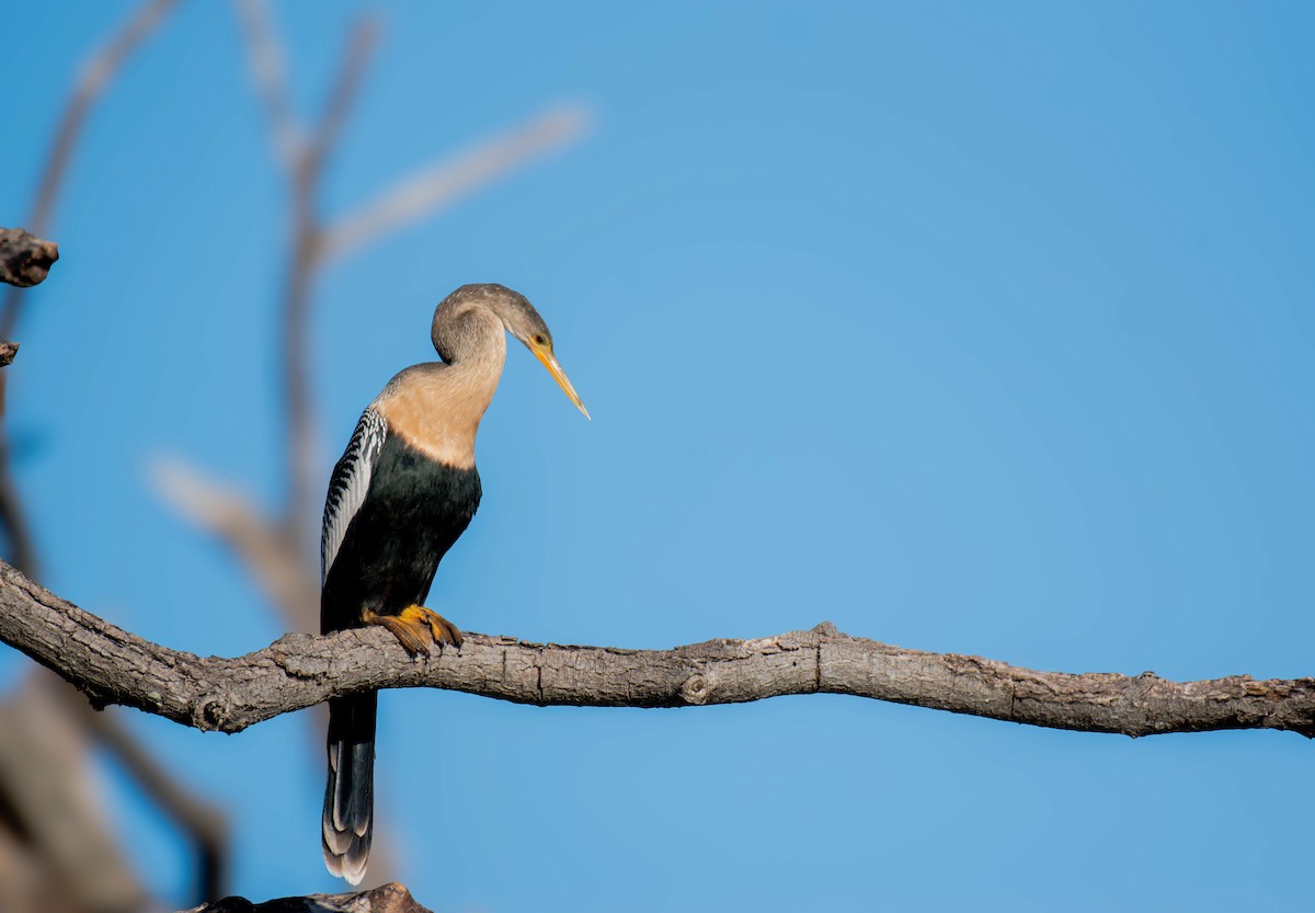 anhinga americká - ML646535077