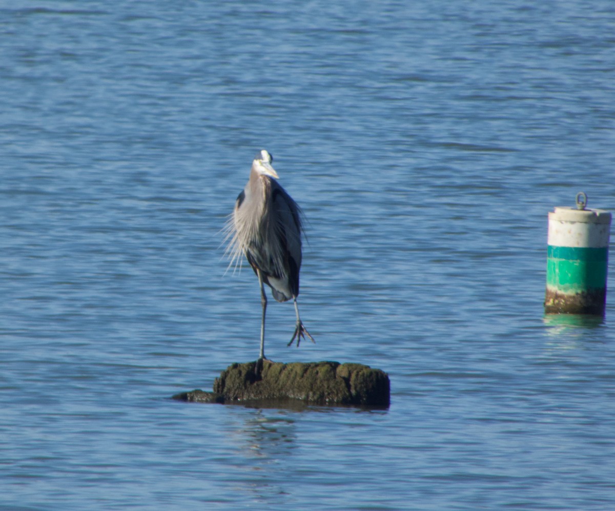 Great Blue Heron - ML646535079