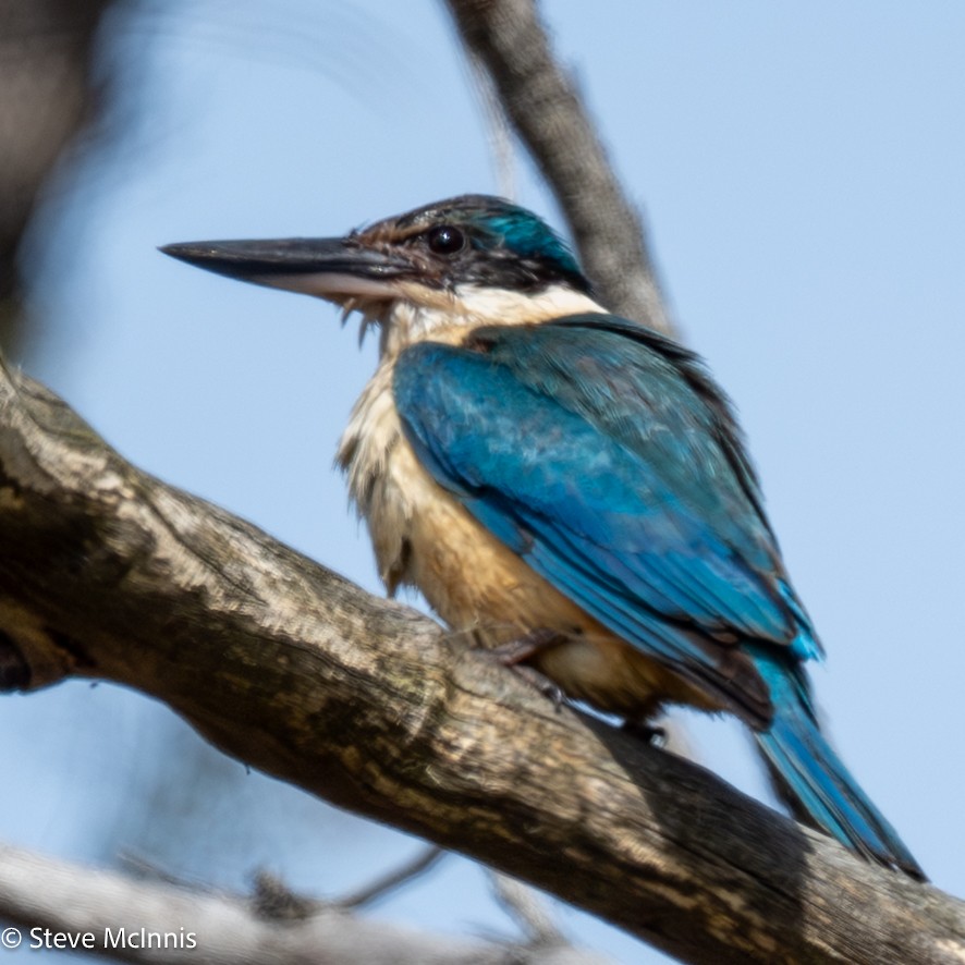 Alción Sagrado - ML646535080