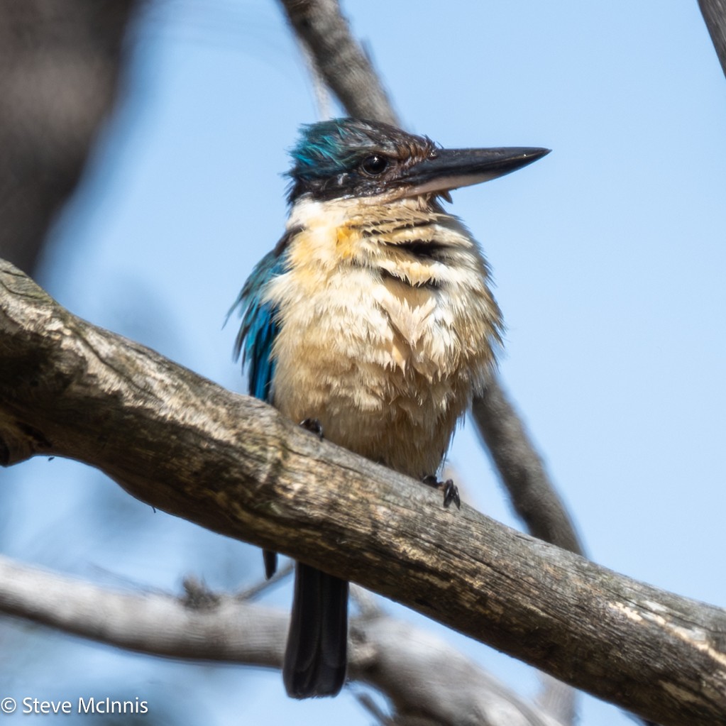 Alción Sagrado - ML646535081