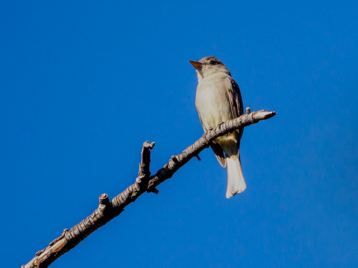 Greater Pewee - ML646535082