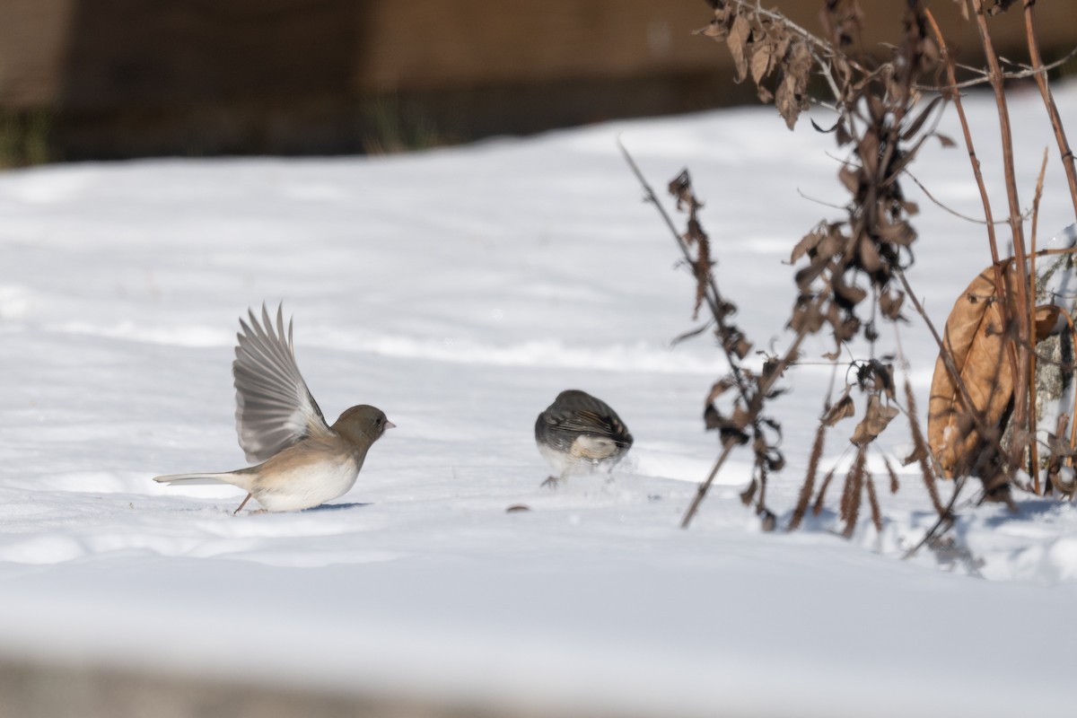 strnadec zimní - ML646535085