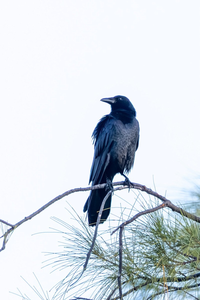 Fish Crow - ML646535086