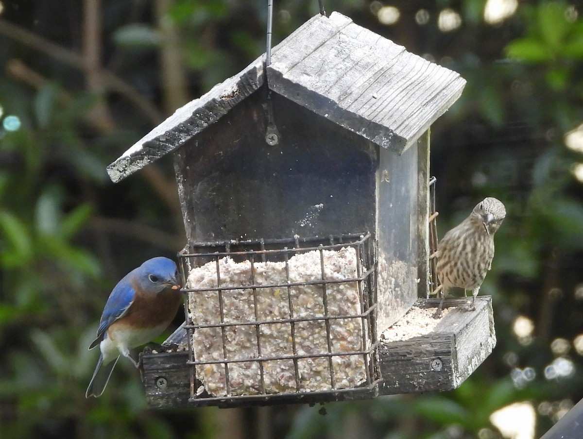 Eastern Bluebird - ML646535089
