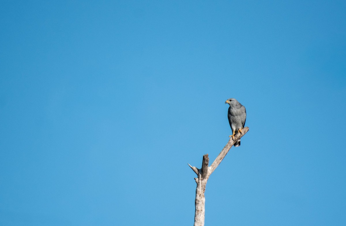 káně popelavá - ML646535090