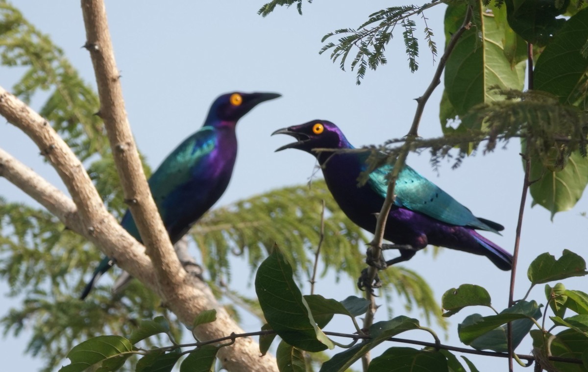 Purple Starling - ML646535097