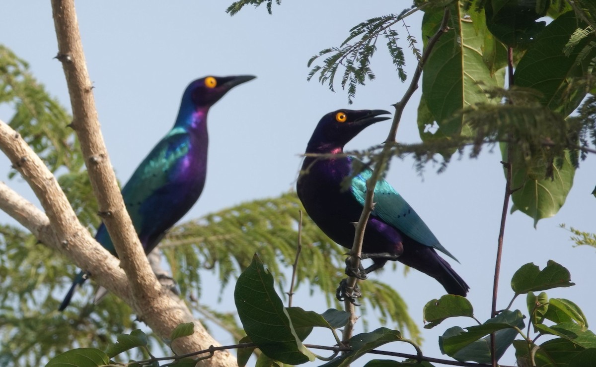 Purple Starling - ML646535098