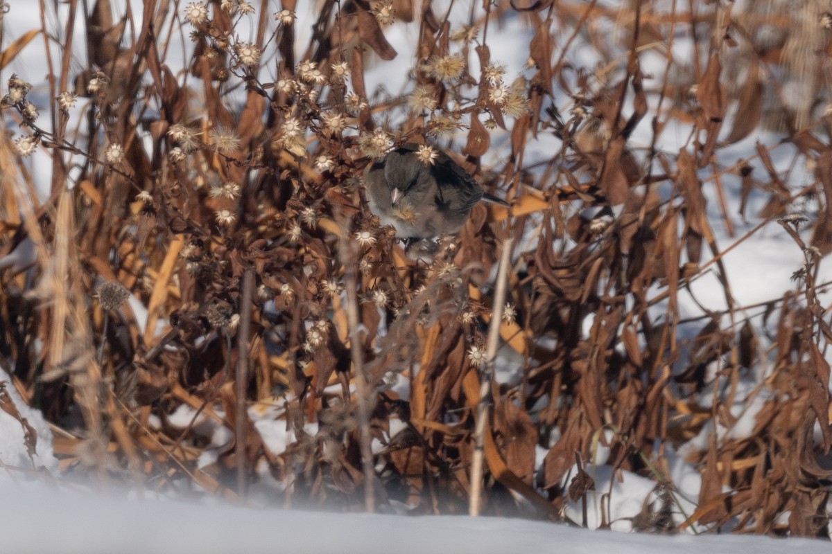 strnadec zimní - ML646535107