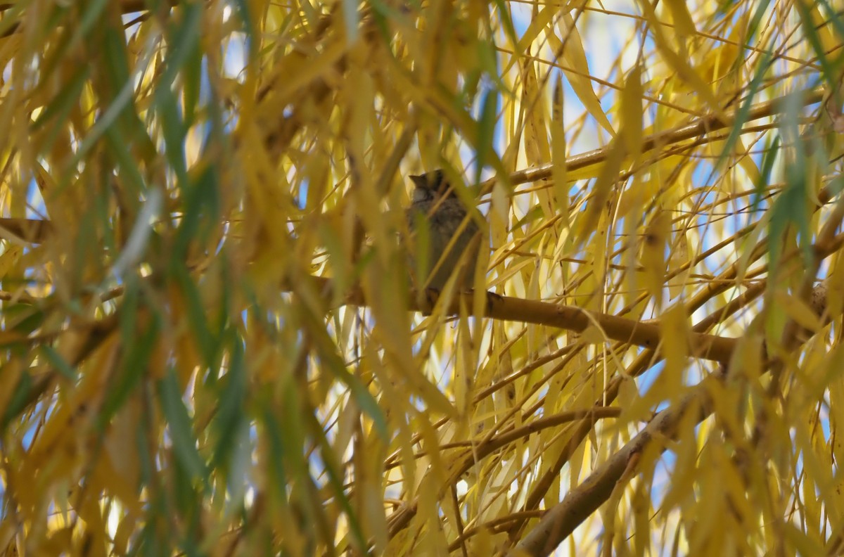White-throated Sparrow - ML646535110